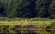 Landschaftsschutzgebiet "Natura 2000-Emsauen von Salzbergen bis Papenburg"