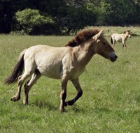 Zwei junge Przewalski-Pferde erkunden ihr neues Revier