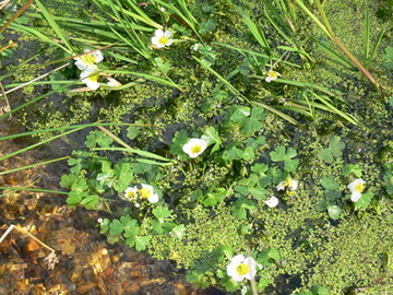 Flutender Wasserhahnenfuß (Ranunculus fluitans)