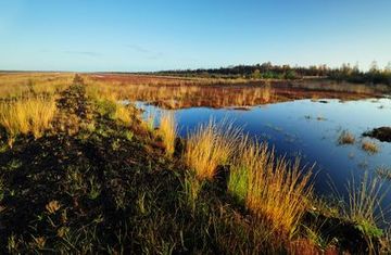 Der Herbstaspekt im Naturschutzgebiet "Esterweger Dose" wird in Teilbereichen geprägt durch das leuchtende Gelb des Pfeifengrases