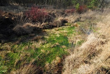 Torfmoose in einem wiedervernässten Torfstich im NSG "Benthullener Moor"