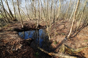 Wassergefülltes Loch im Torfkörper des NSG "Benthullener Moor"