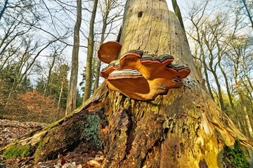 Mächtige Pilzkonsole an totem Baumstubben im NSG "Buchenwälder im Rosengarten"