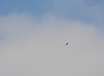 am 11. März schraubt sich ein Weißstorch in der aufsteigenden Luft über Leer in die Höhe.