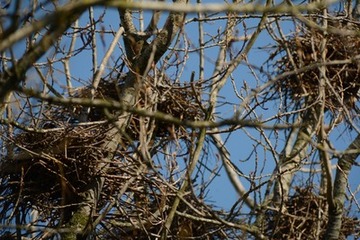 Die oft dicht an dicht gebauten Nester bestehen im Grundgerüst aus grobem Zweigmaterial, manche sind halbfertig und nicht besetzt.
