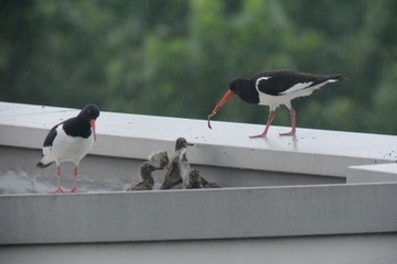 Foto 5: Die Küken springen an der Dachkante hoch, dabei schlagen sie mit den noch kurzen Stummelflügeln.