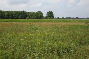 Nasswiese mit hohen Anteilen der Stromtalarten Wiesen-Alant und Gelbe Wiesenraute
