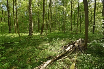 V44 "Hildesheimer Wald"