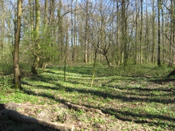Foto aus dem Naturschutzgebiet "Tillenberge"