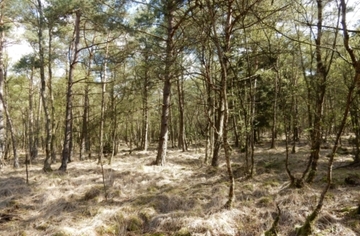 Foto aus dem Naturschutzgebiet "Kleines Moor bei Sothel"
