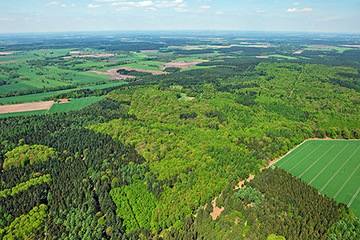 Foto aus dem Naturschutzgebiet Wedeholz