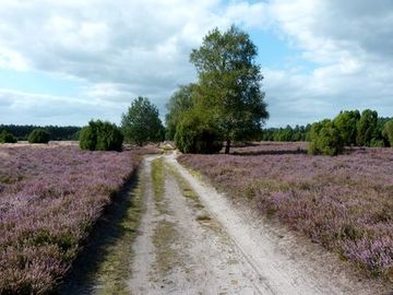Foto aus dem Naturschutzgebiet Südheide