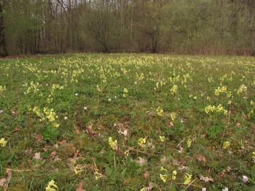 Nasswiese mit Hoher Schlüsselblume (Primula elatior) und Busch-Windröschen (Anemone nemorosa) - LRT 7230 - Kalkreiches Niedermoor