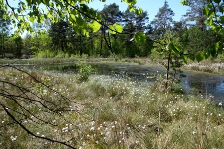Blick in das Otternhagener Moor (Foto: C. Stahl)