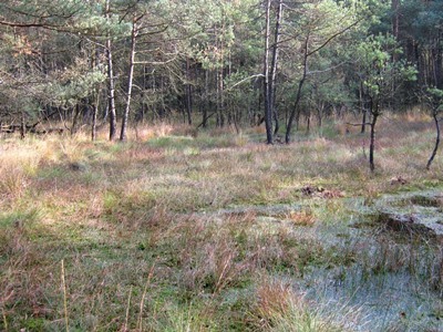 NSG "Kinderberg und Stellbachniederung" - Kiefernbedecktes Dünengebiet mit wertvollen Kleinstmooren in den Senken