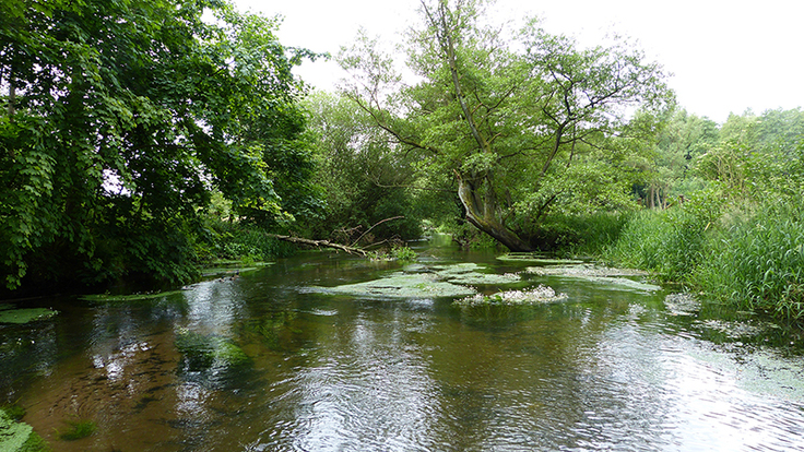 Das Ziel der Gewässerallianz: Die ökologische Qualität der ausgewählten Flüsse und Bäche zu verbessern.