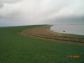 Vorschaubild Sturmflut November 2006: Große Mengen an Teek (Treibsel) am Finkenheller bei Neßmersiel