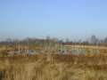 Vorschaubild Großes Renzeler Moor