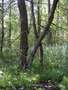 Vorschaubild Erlen-Bruchwald