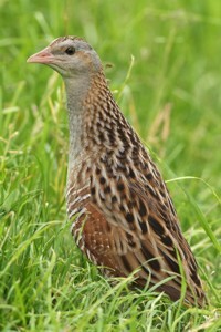 Wachtelkönig