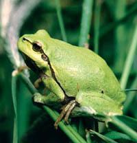 Laubfrosch
