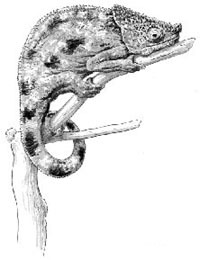 Chamäleon