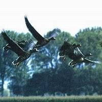 Gänse