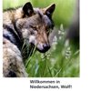 Willkommen in Niedersachsen, Wolf!