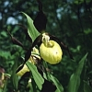 Frauenschuh