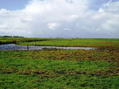 Nendorper Deichvorland