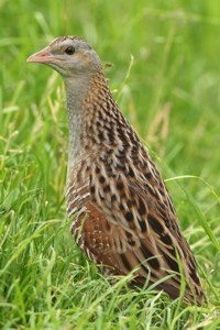 Wachtelkönig