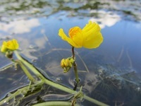 Qualitätskomponente Makrophyten, hier Wasserschlauch-Art