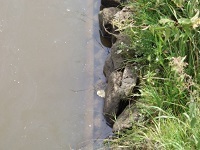 Ufersicherung, die oberhalb der Mittelwasserlinie begrünt ist, Unterwasser aber keine Lebensfunktion übernimmt (Ollen)