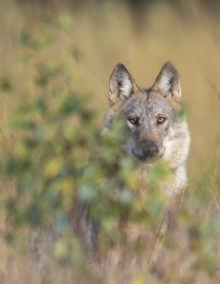 Wolf © Jürgen Borris