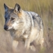 Wolf © Jürgen Borris