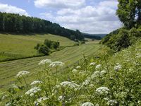 FFH-Gebiet 130: Moore und Wälder im Hochsolling, Hellental