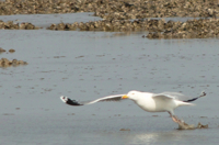 Silbermöwe vor Muschelbank an der Lütestburger Plate vor Norderney