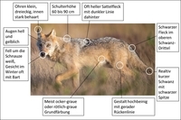 Wolf Merkmale mit Beschriftung