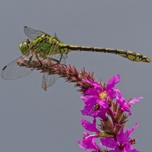 Grüne Flussjungfer (Ophiogomphus cecilia)