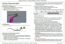 Steckbrief Grüne Flussjungfer (Ophiogomphus cecilia)