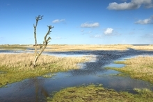 Nationalpark Niedersächsisches Wattenmeer: Küste vor Schillig