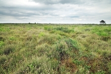 Naturschutzgebiet "Bissendorfer Moor"