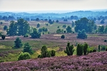 Naturschutzgebiet "Lüneburger Heide"