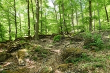 Landschaftsschutzgebiet "Kanstein - Thüster Berg"