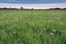 Schachblumen in der Seeveniederung