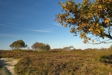 Naturschutzgebiet "Cuxhavener Küstenheiden"