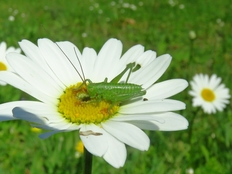 Auch eine Heupferd-Larve wurde von den blühenden Margeriten und anderen Pflanzen angezogen. Wie die Anlockung der Insekten zur Bestäubung genau funktioniert, erfuhren Interessierte bei den Corona-konform veranstalteten Führungen (Bild: Walter Wimmer).