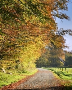 Heseler Wald