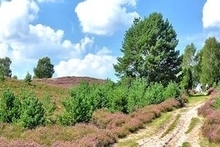 Lüneburger Heide