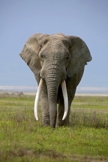 Afrikanischer Elefant